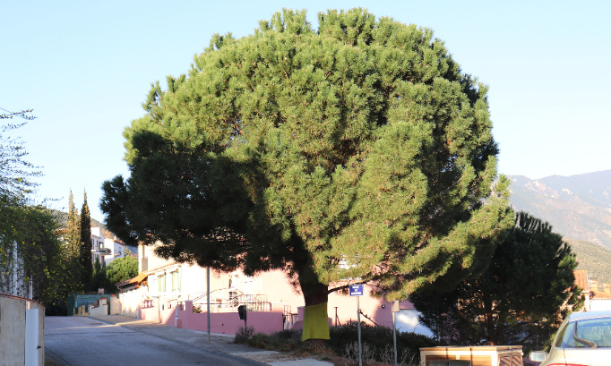 Contre l'abattage du pin méditerranéen, rue des primevères à Prades. !