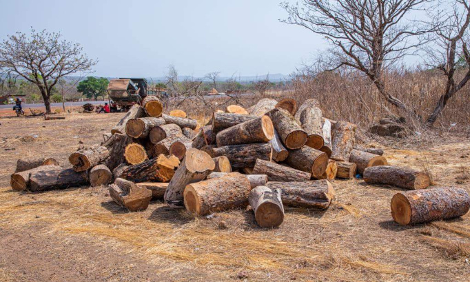 Sauvons notre environnement à Gaoual :  pour une politique de reboisement et l'arrêt de la coupe abusive du bois par le ministre Ousmane Gaoual !