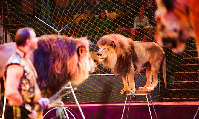 Interdiction du cirque Zavatta à Troyes