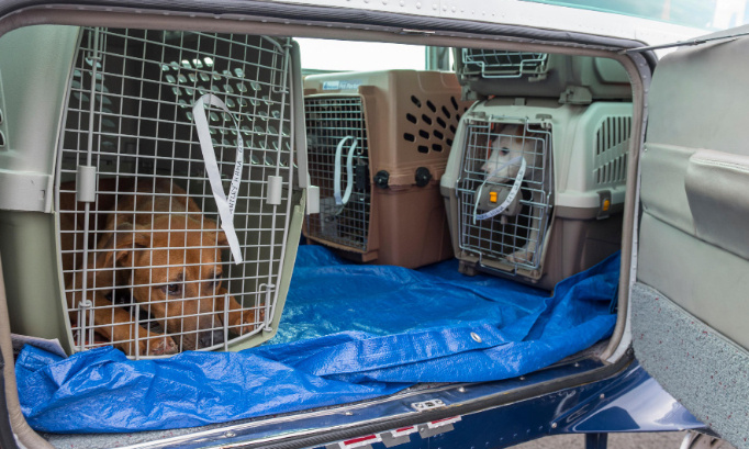 AIR FRANCE A DOUBLE LES TARIFS POUR FAIRE VOYAGER NOS COMPAGNONS A POILS 400&euro; EN SOUTE ALLER SIMPLE