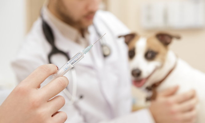 Condamner sévèrement les vétérinaires qui euthanasient à tort !