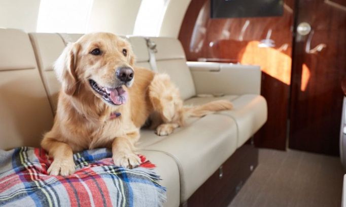 Les jets privés ne doivent jamais être interdits pour le bien être animal !