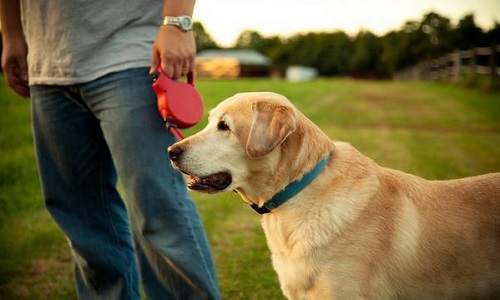 Pétition Un Vrai Permis Chien Obligatoire Pour Toutes