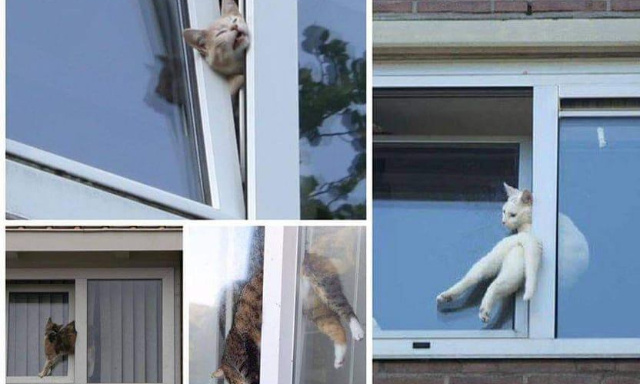 Manifeste sur le danger des fenêtres oscillo-battantes pour les chats