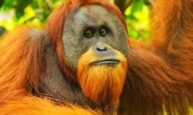 Arrêtons de consommer ce qui consume !