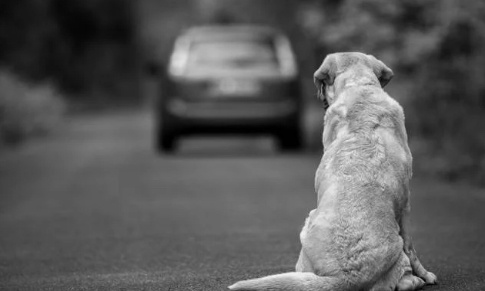 Stop à l'abandon des animaux !