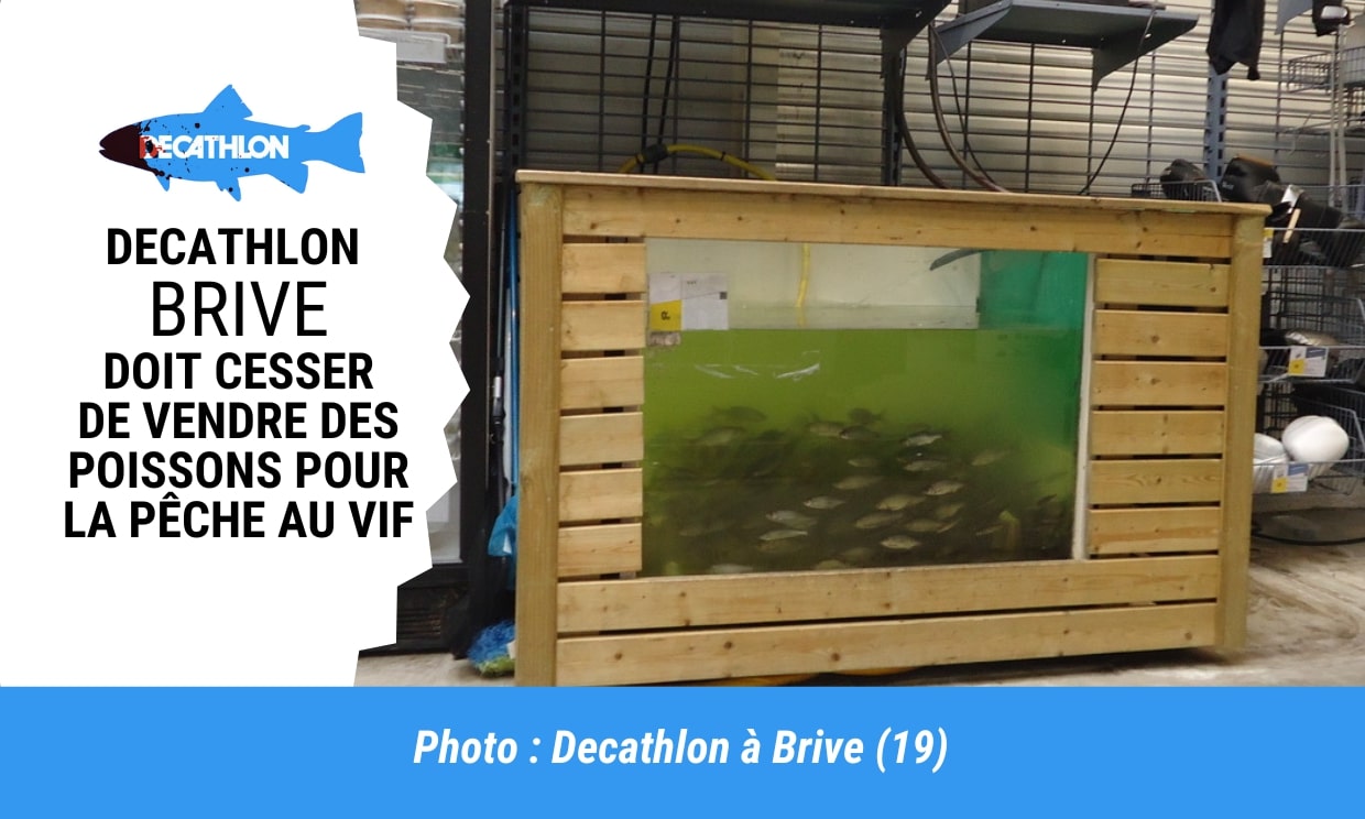 Decathlon Brive : Stop à la vente de poissons pour être torturés !