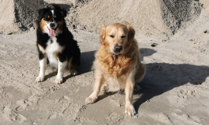 Pour l'autorisation des chiens sur une partie de la plage au Portel des Barsiers à la digue Carnot