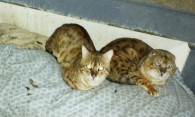 Condamnons fermement l’éleveuse tortionnaire des 50 chats du Bengal