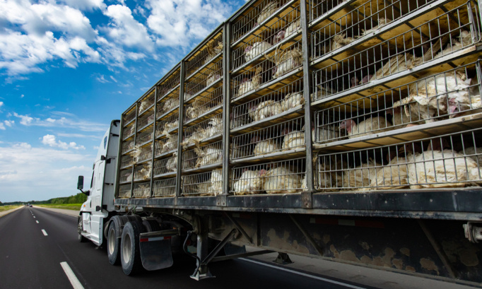 Stop au transport d'animaux vivants d'élevage en Europe