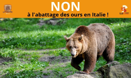 Non à l'abattage des ours en Italie !