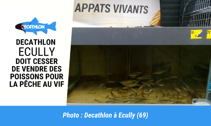 Decathlon Ecully : Cessez de vendre des poissons pour qu’ils soient torturés !