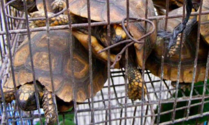 Arrêtons le trafic illégal d'espèces sauvages en Amazonie!