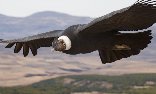 Le condor des Andes : un emblème Sud-Américain en voie de disparition !