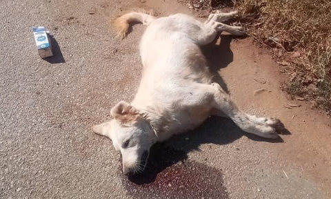 Pour stopper le massacre d’animaux errants au Maroc