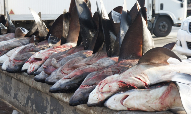 Stop au massacre des requins pour leurs ailerons !
