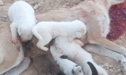 Stop à l'abattage des chiens errants en Tunisie