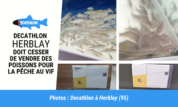 Decathlon Herblay : Stop à la vente de poissons pour être torturés !