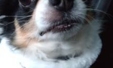 Je souhaite que 2000 euros soient collect&eacute;s pour une petite chiendent qui s&rsquo;appelle Mia et qui doit subir une op&eacute;ration de toute urgence elle est sur clic animaux mais la collecte n&rsquo;avance pas assez vite pour sauver Mia.