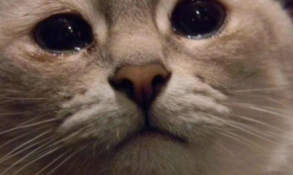 Justice soit faite pour les animaux