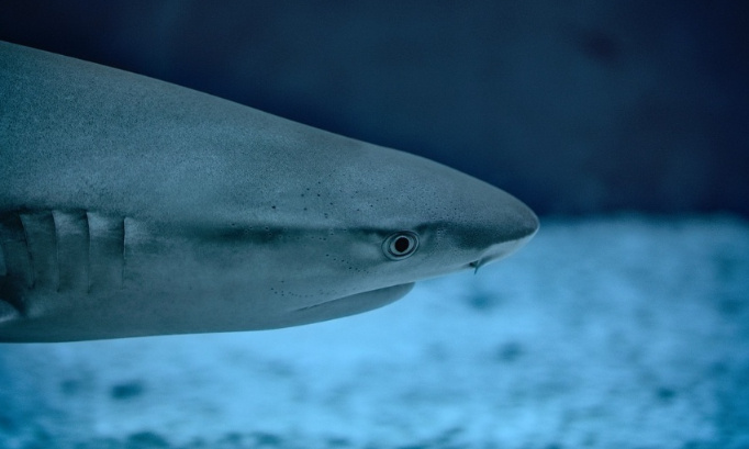 Stop à la pêche massive du requin peau bleue en danger critique d'extinction !