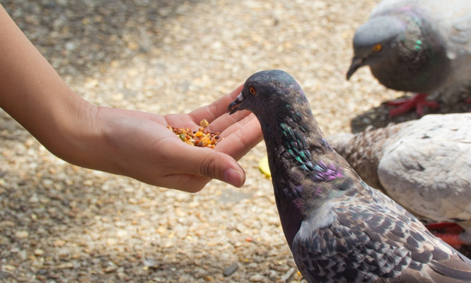 Demandez à la Mairie de Metz d'abolir l'interdiction barbare de nourrir les pigeons !
