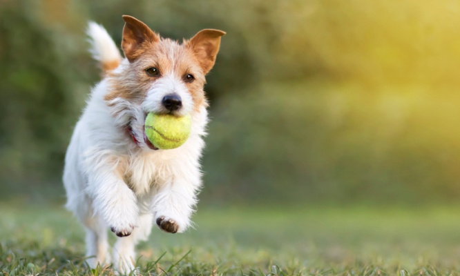Un parc pour les chien à Beausoleil