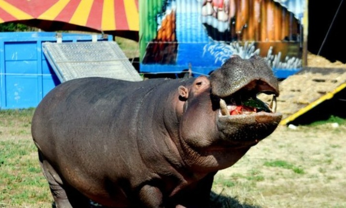 #SauvezJumbo l'hippopotame du cirque Zavatta