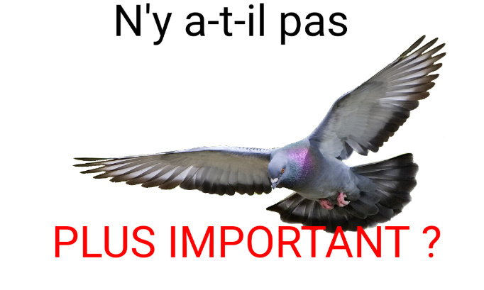 Non à l'interdiction de nourrir les pigeons à Roanne !