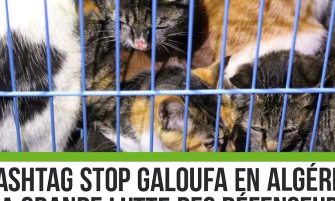 Arrêtons le massacre des chats et chiens en Algérie, ça suffit 