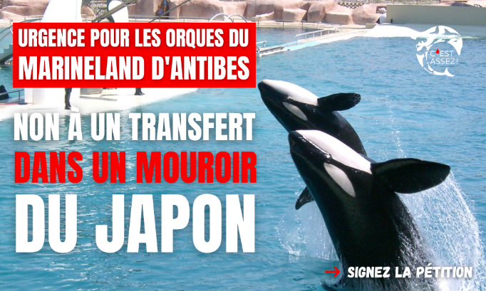Urgence pour les orques du Marineland d'Antibes : Non à un transfert au Japon