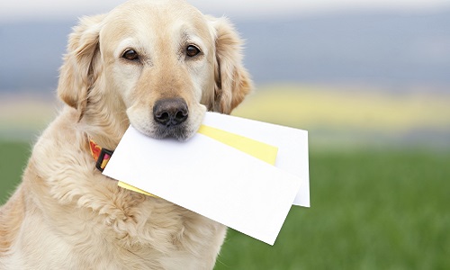 Demander à La Poste de revenir sur sa décision par une dérogation exceptionnelle concernant la chienne du facteur.
