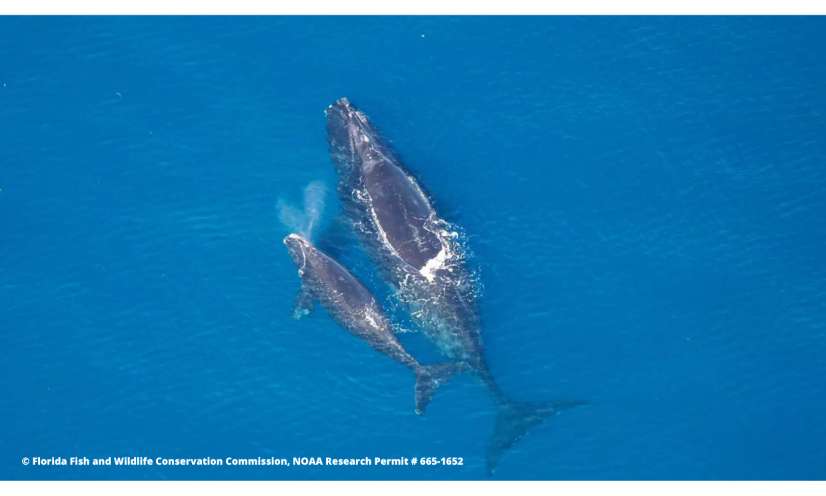Aidez-nous à sauver les baleines franches de l’Atlantique nord de l’extinction