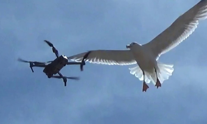 Interdisons les drones près des côtes pour ne plus perturber les goélands !