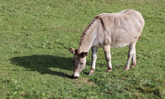 Cruauté envers une ânesse au Maroc : condamnons fermement cet acte !