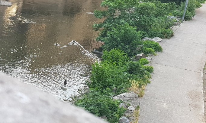 Sauver les chat de mon quartier que la ville  fasse quelque  chose contre la souffrance animale