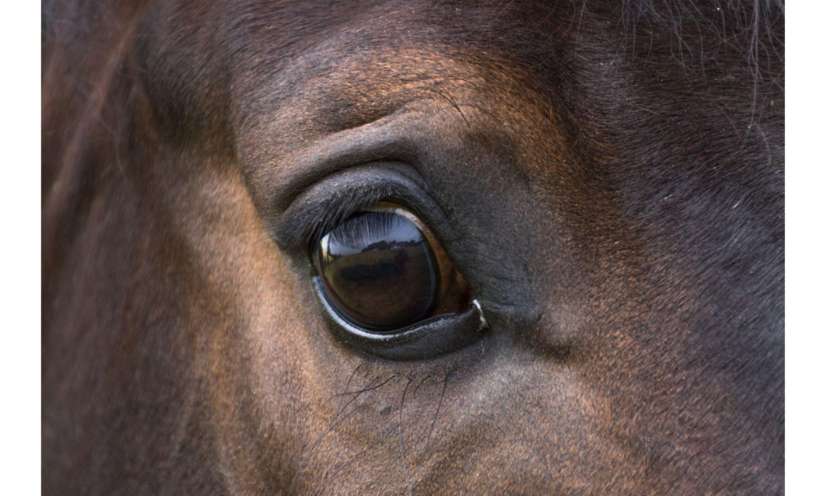 Un cheval euthanasié en pleine course hippique ! Stoppons la maltraitance des chevaux en milieu hippique !