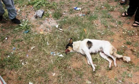 Lutte contre la persécution et l'extermination des chiens errants au Maroc : un combat sans issue ?