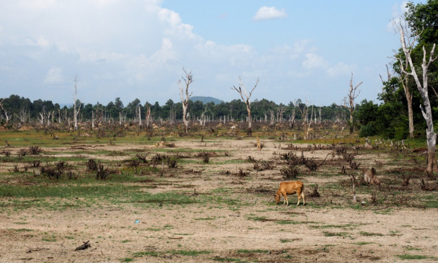 Déforestation : le temps presse et nos forêts disparaissent !