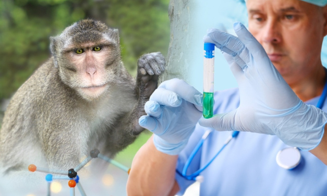 Stop à l'exploitation des macaques à l'île Maurice au nom de la recherche scientifique !