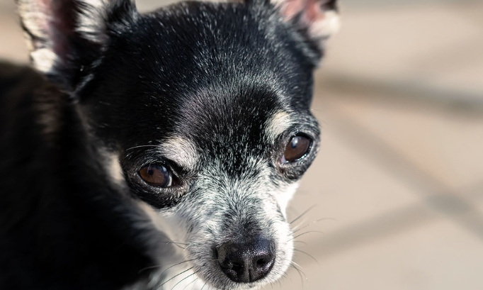 Justice pour le chihuahua tué par des coups de pieds