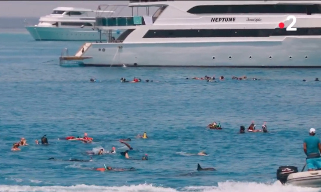 Tourisme : protégeons les dauphins du lagon de Sataya !