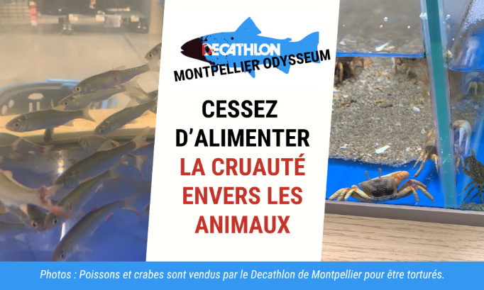 Decathlon de Montpellier : cessez d’alimenter la cruauté envers les animaux !