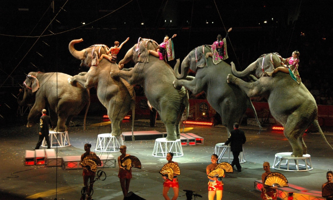 Pour l'interdiction de l'utilisation des animaux sauvages dans des cirques !