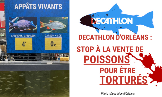 Decathlon Orléans : Stop à la vente de poissons pour être torturés !