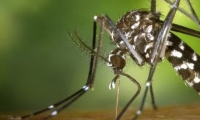 Stop aux moustiques tigre !