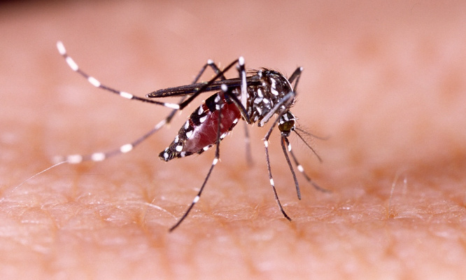 Augmentation des cas de dengue : pour la mise en place de mesures de prévention !