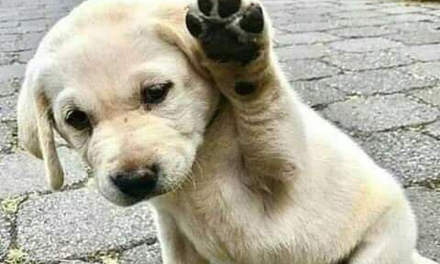 Que chaque individu qui maltraite un animal soit puni comme il se doit. Malheureusement ce n'est pas toujours le cas, l&agrave; il s'agit d'un cas je dirai exceptionnel car trop peu de gens sont r&eacute;ellement inqui&eacute;t&eacute;s.