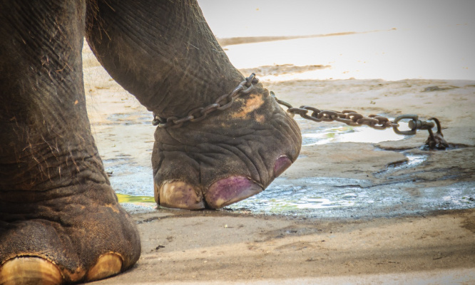 Stop au calvaire des éléphants au nom du tourisme !