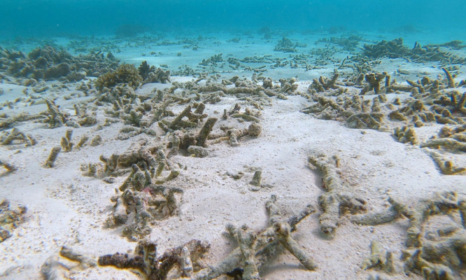 Urgent : Sauvons les récifs coralliens avant qu'il ne soit trop tard !